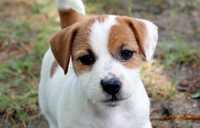 Jack Russell Terrier ZKwP FCI - wystawowy  piesek