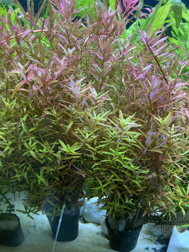 Rotala honk kong- koszyczek.