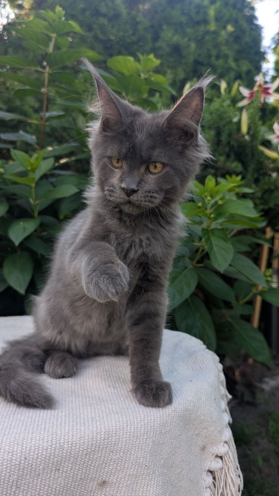 Simpson kocurek niebieski solid Maine Coon. Zapraszamy