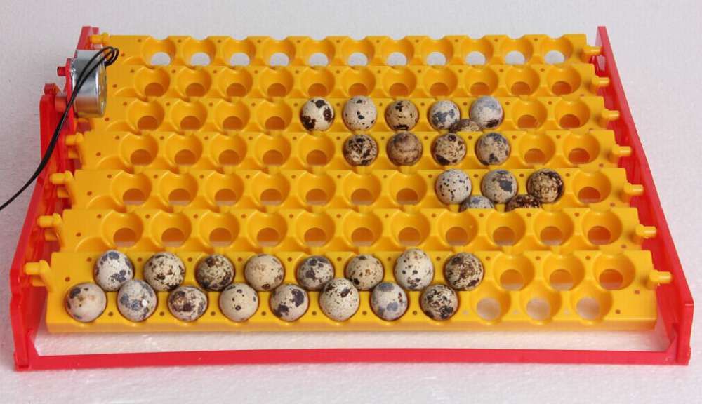 tabuleiros de viragem, aparelho medição temp/humidade para chocadeira