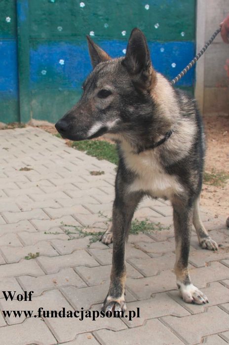 Wolf, piękny wilk szuka domu