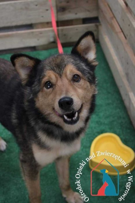 Ogrom miłości w serduszku, rozdaje buziaczki, przytula się, łagodny