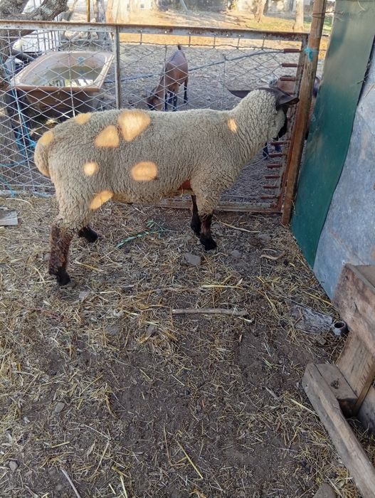Troco Sulfok linha francesa por duas ovelhas de qualquer raça