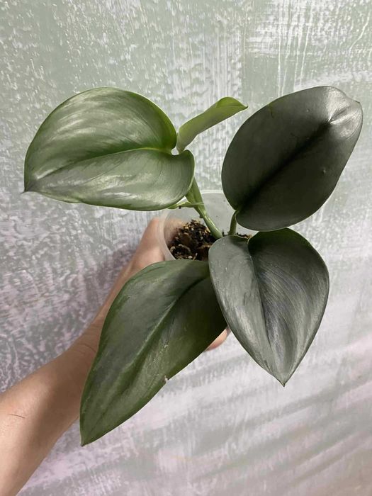 антуріум регал, аглаонема крімсон лав ,епіпремнум марбл кінг та ін