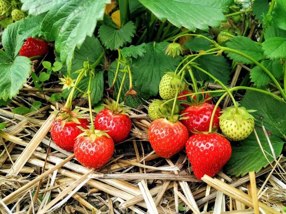 500szt sadzonki truskawek HONEOYE