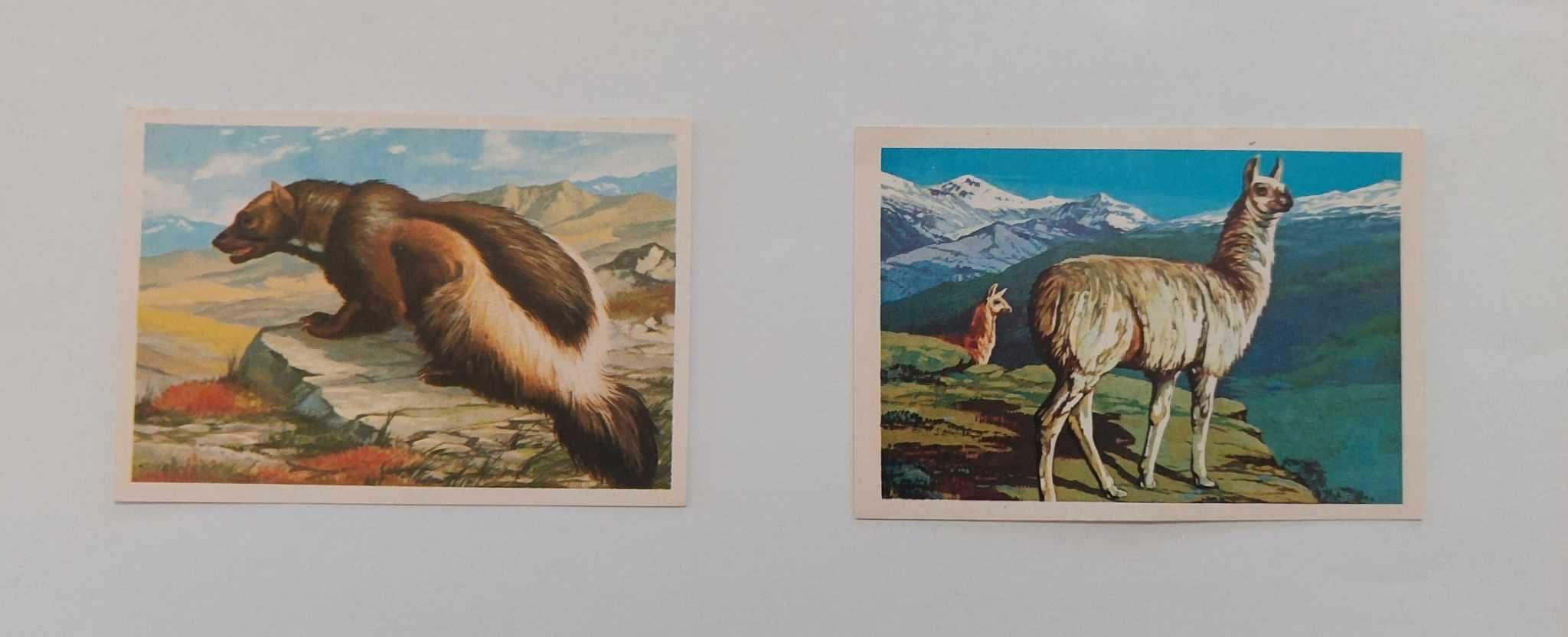 Cromos da coleção Fauna Vertebrados, de 1977, da Editora Francisco Mas