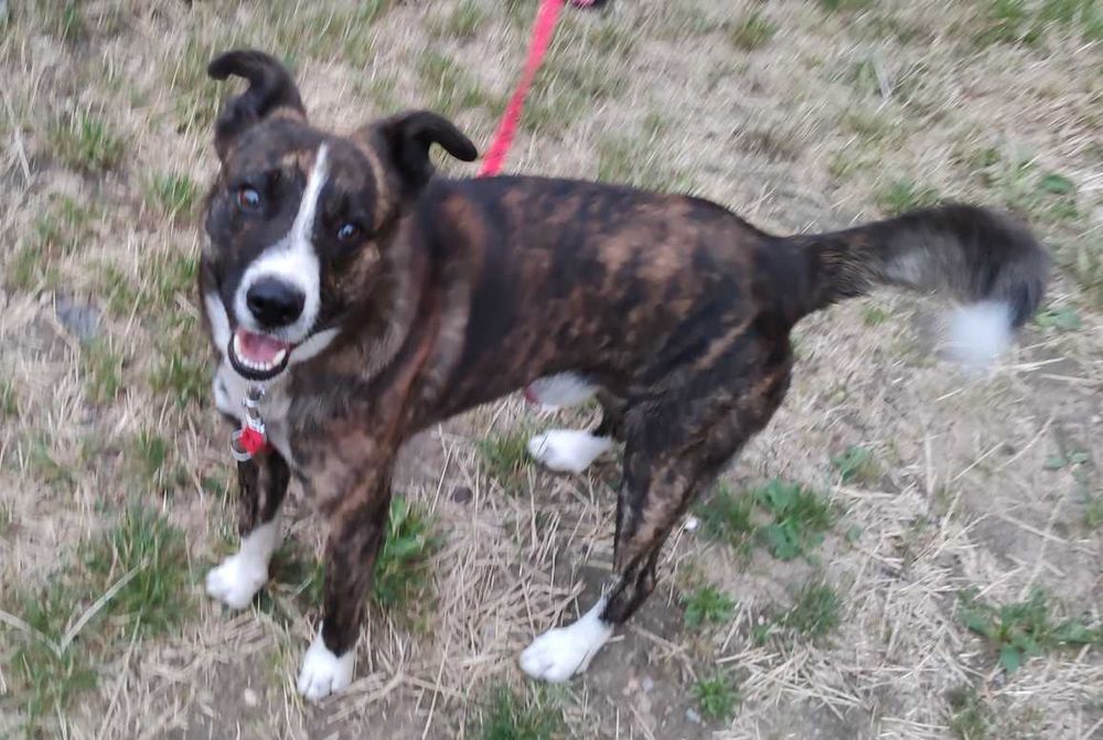 Oddam za darmo w dobre ręce pieski