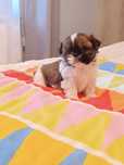 Maleńki piesek shih tzu z rodowodem