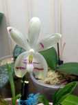 Фаленопсис Tetraspis Fire