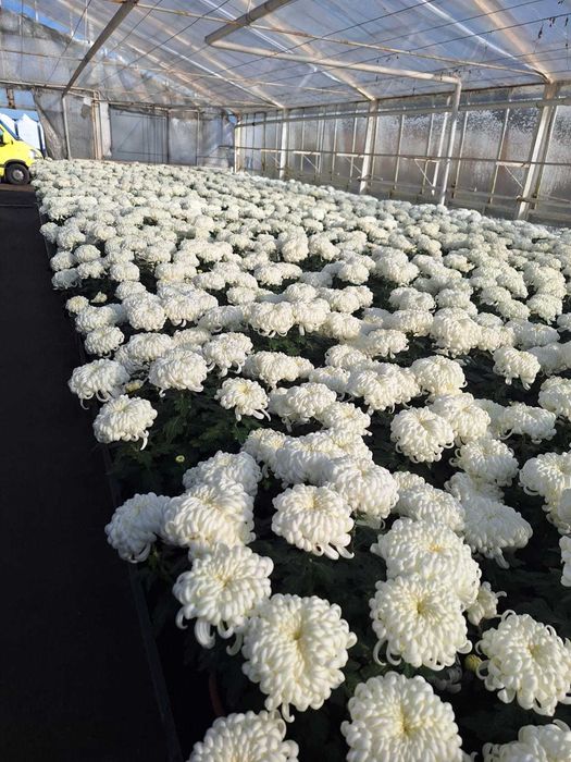 Chryzantemy hurt detal