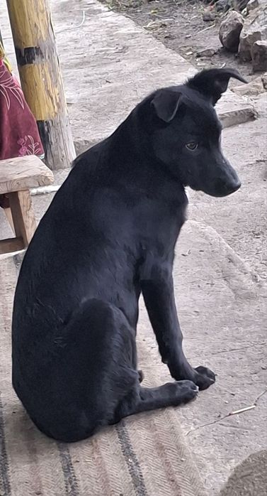 Шукає люблячу сім'ю