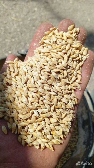 Кукурудза ціла та дробленна,пшениця