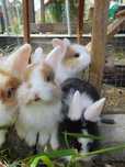 Coelhos anões bebés