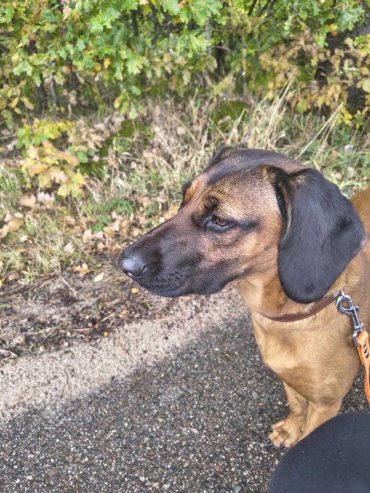 Jessy w typie posokowca