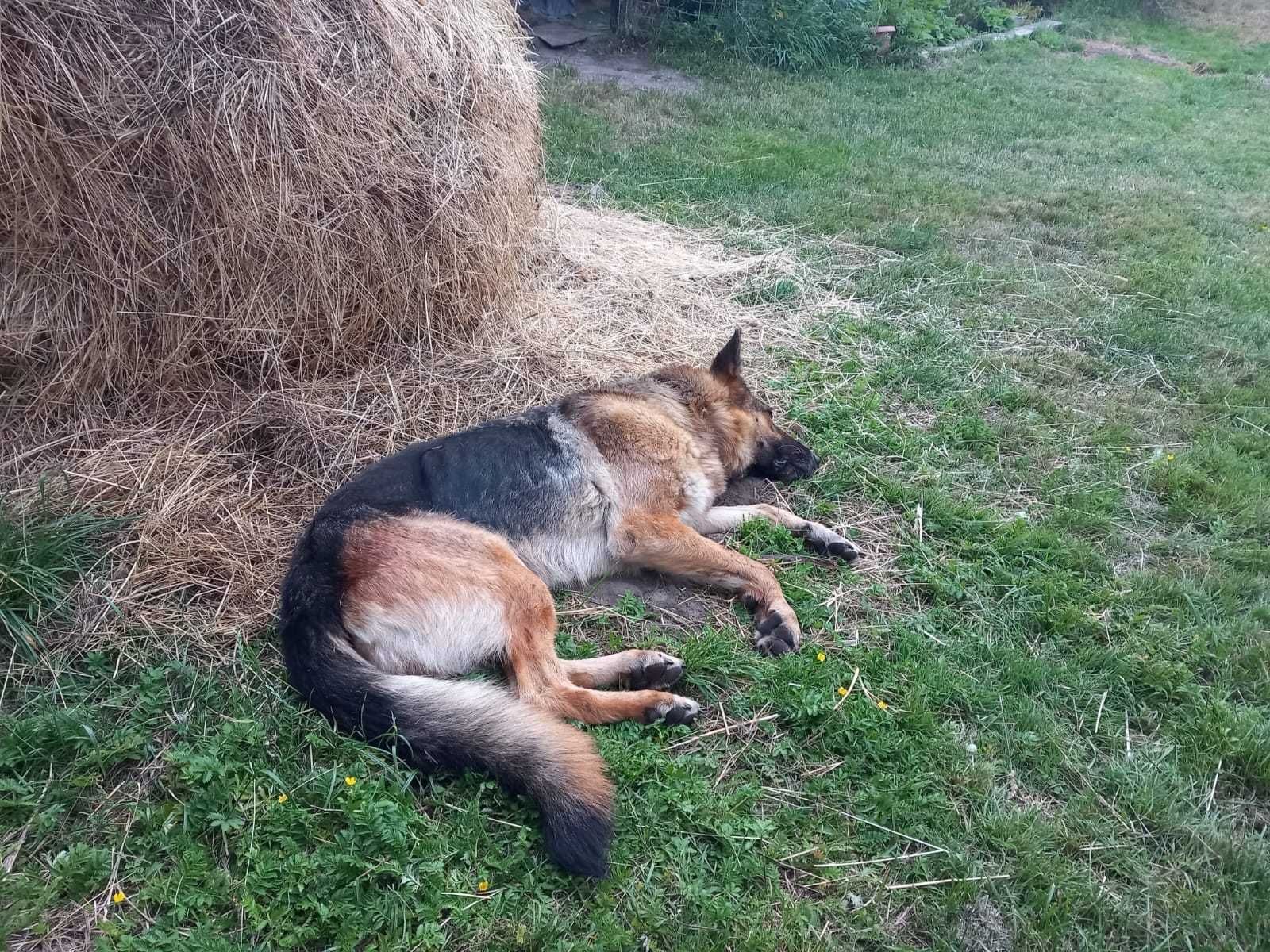 Owczarek niemiecki Agatka potrzebuje Ciebie