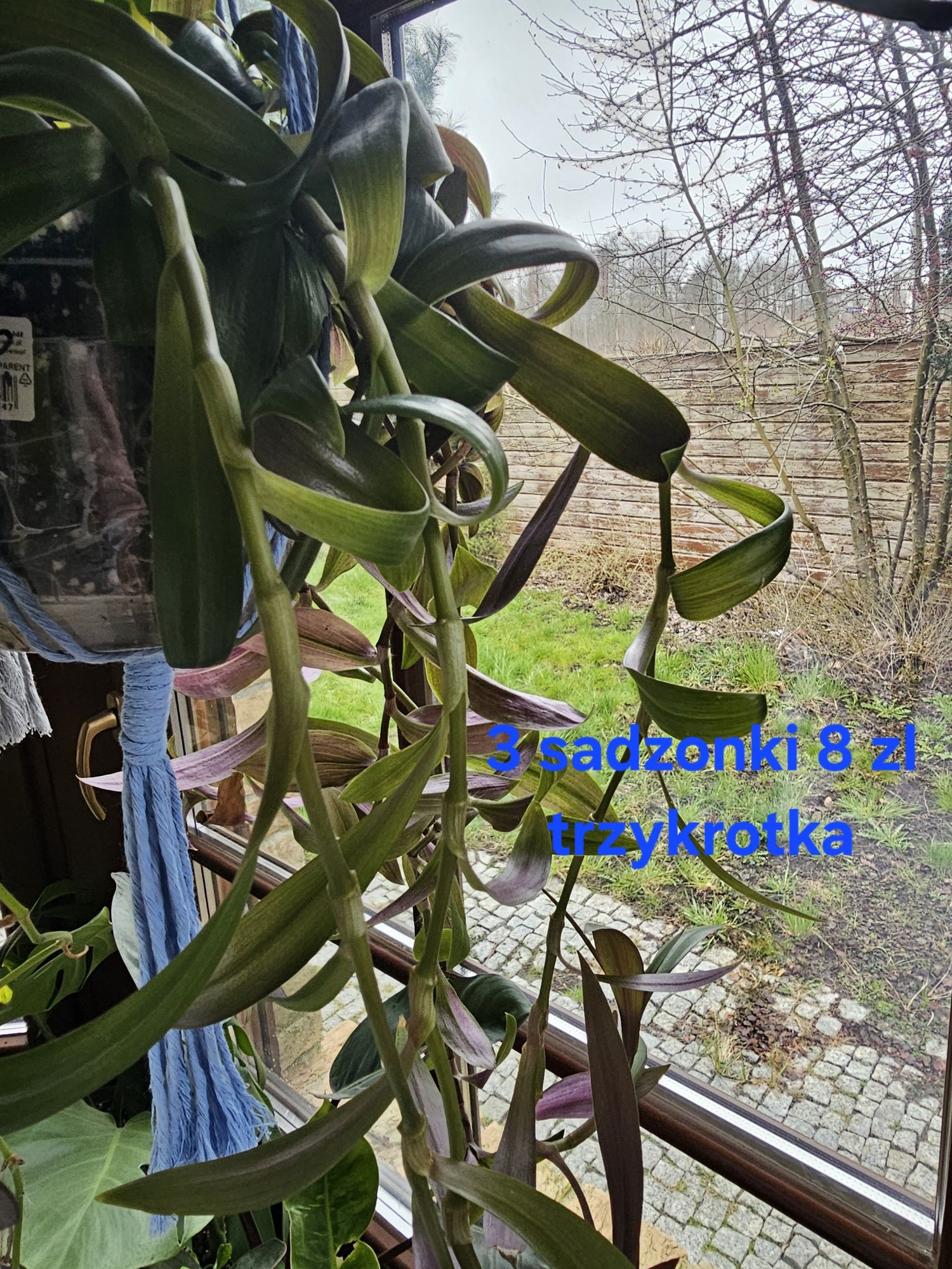 Philodendron  brasil ostatni