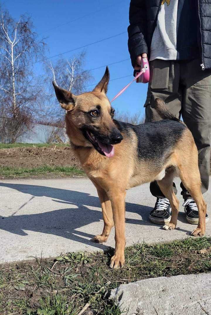 Puba - piękny, grzeczny, średniej wielkości pies szuka domu. Adopcja