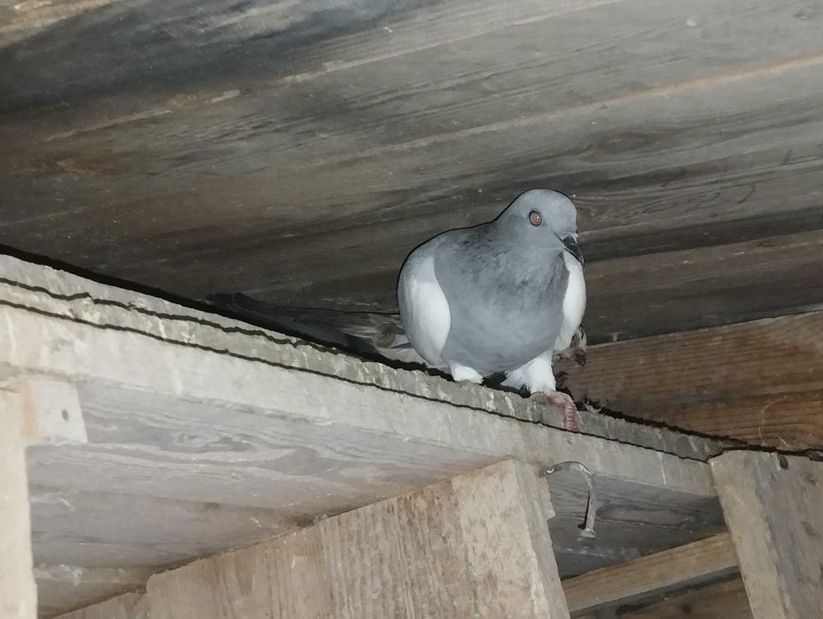 Sprzedam golebie z lotu