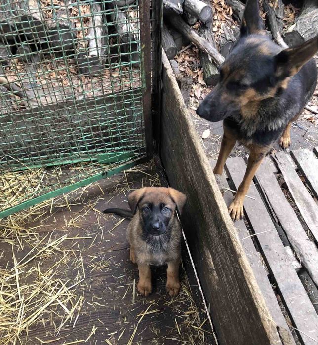 Продаються цуценята Німецької вівчарки