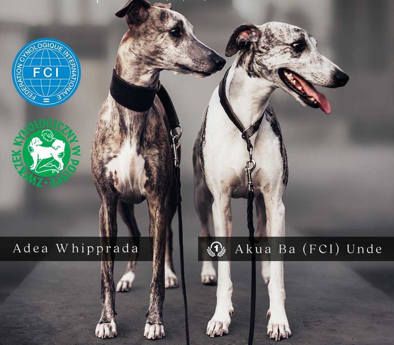 Chart angielski whippet - piesek