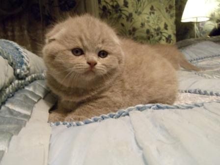 Висловухі кошенята дівчатка і хлопчики