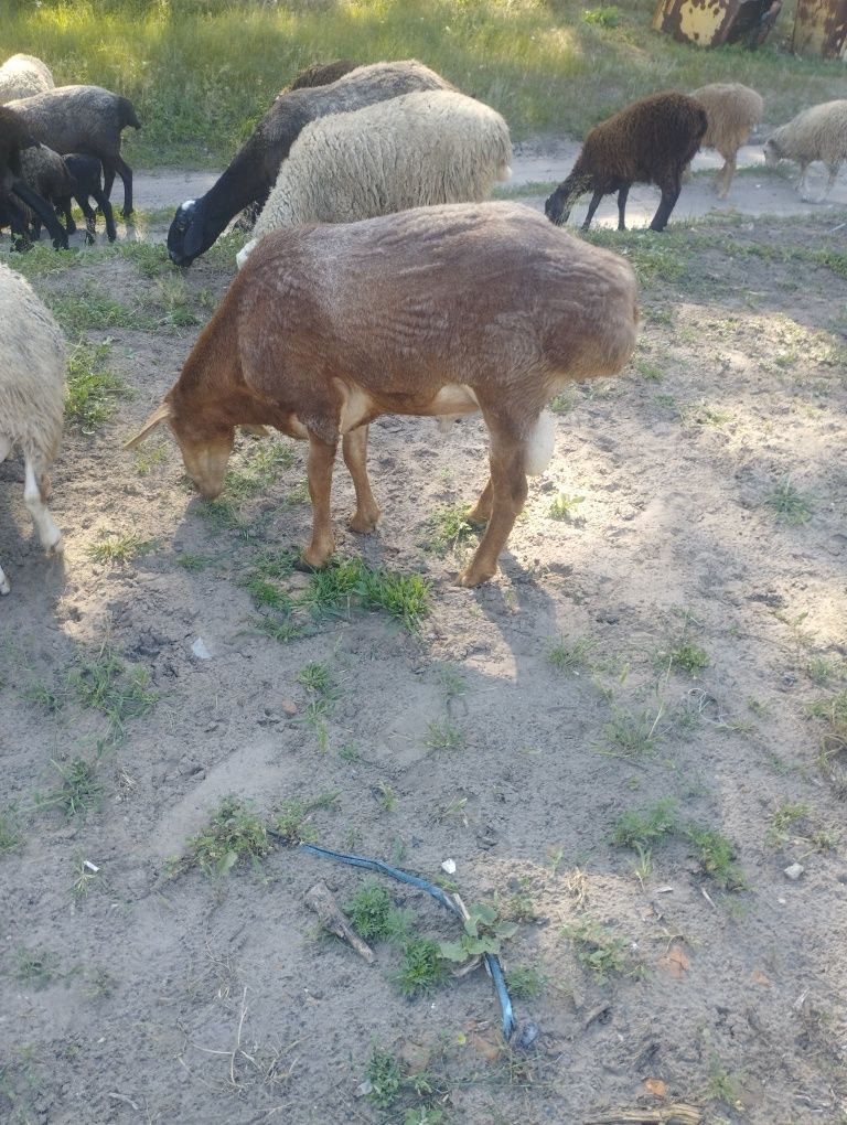 Курдючного барана