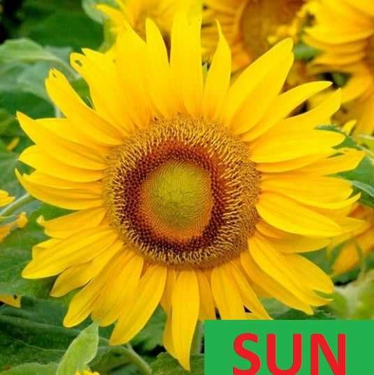 nasiona Słonecznik ozdobny na kwiat EVENING SUN * paszport * FVAT*