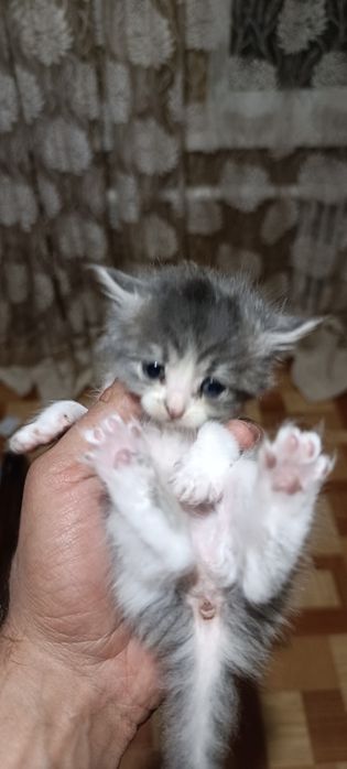 Отдам котят в хорошие руки.