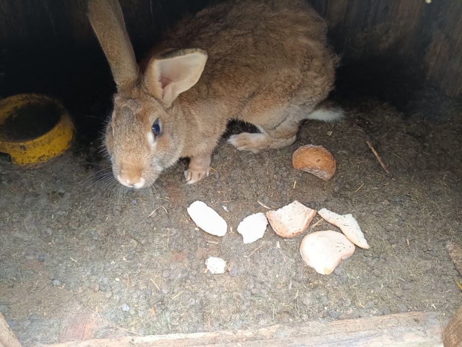 Król, królik samica