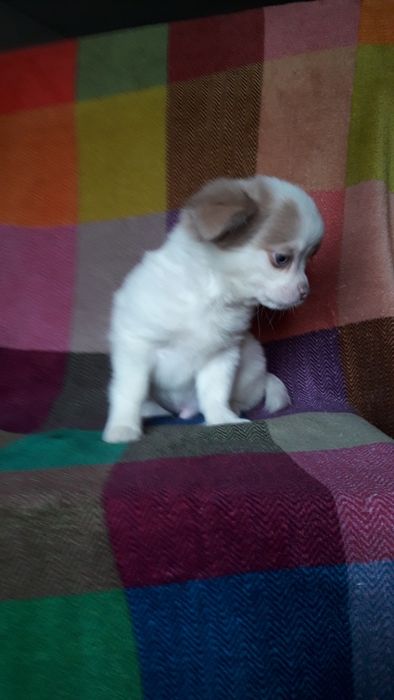 Chihuahua piesek długowłosy