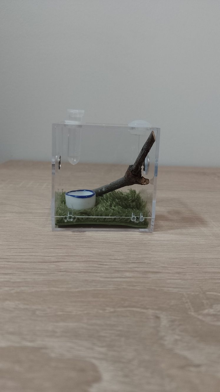 Mini terrarium z wystrojem dla małych pająków - mega ładne