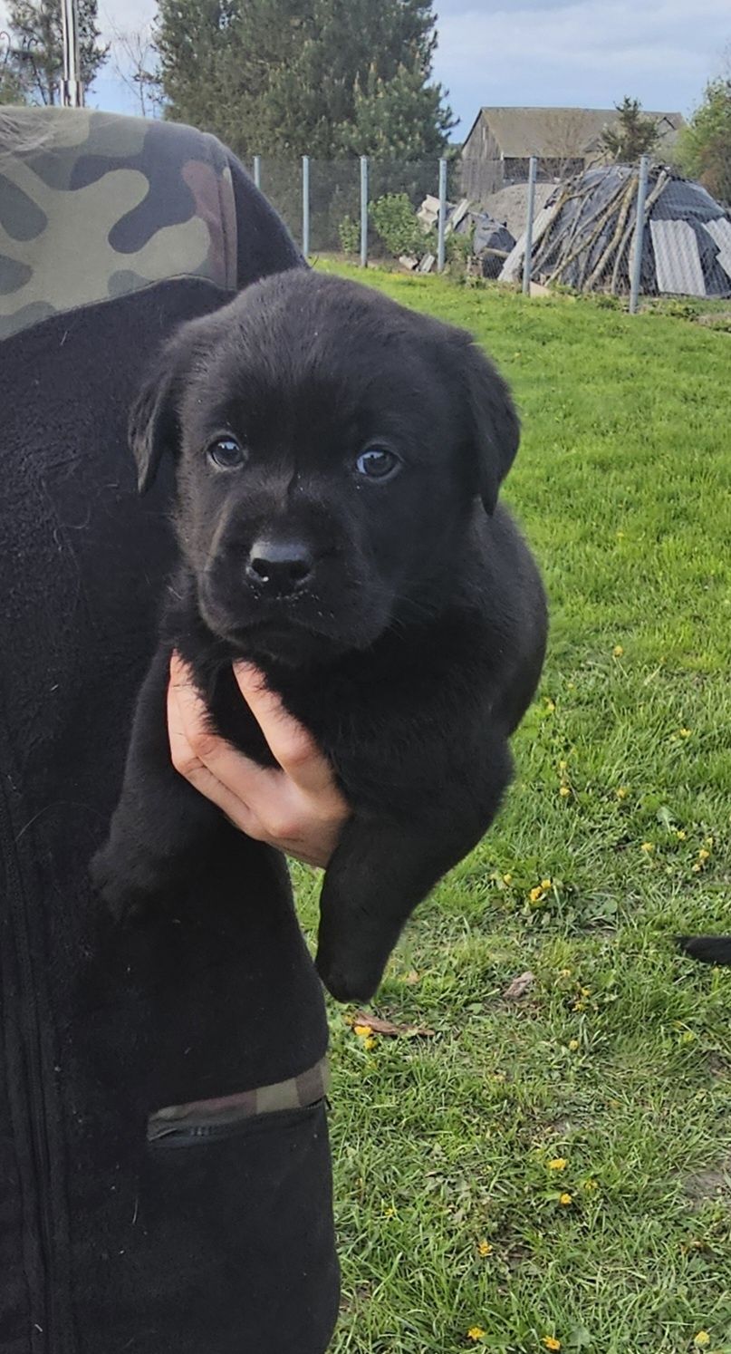 Labrador Retriever