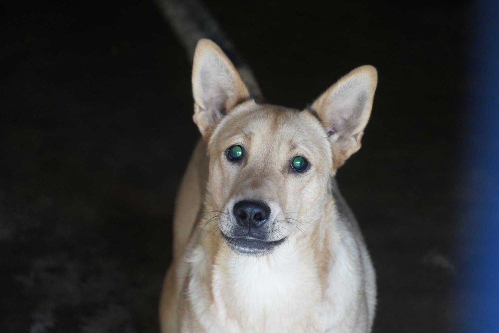 Fosfor - niewidomy pies szuka domu