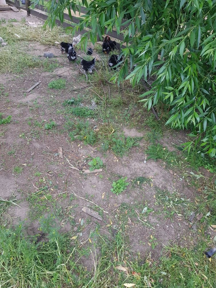 Kochin miniaturowy