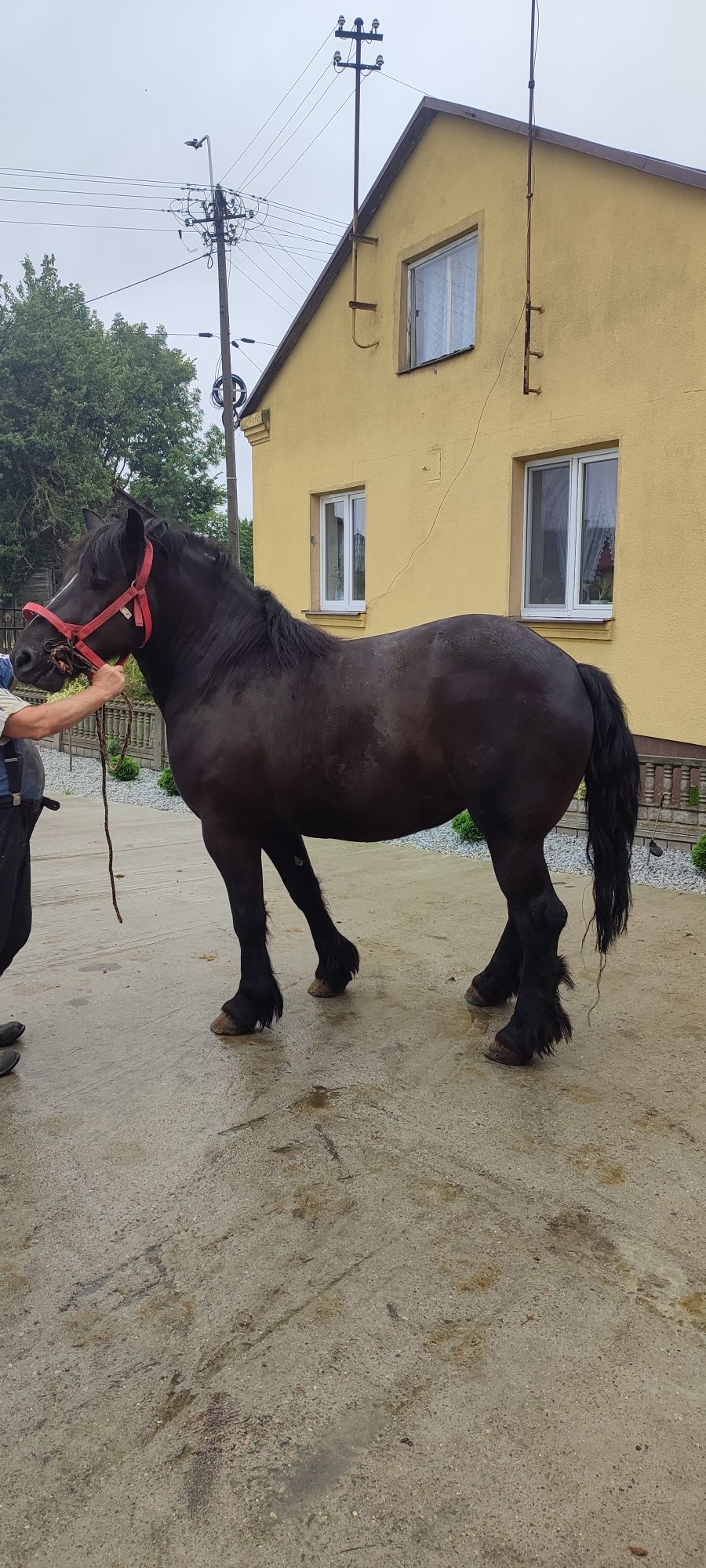 Dwie klacze zimnokrwiste  kara i kasztanka