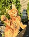 Клубные котята мейн кун
