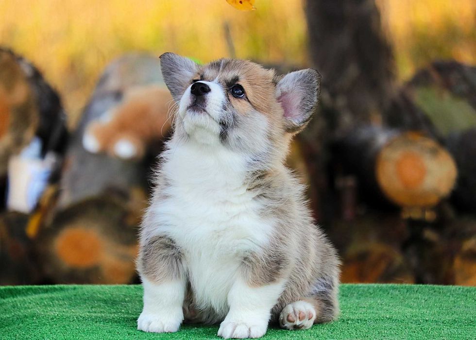 Welsh Corgi Pembroke