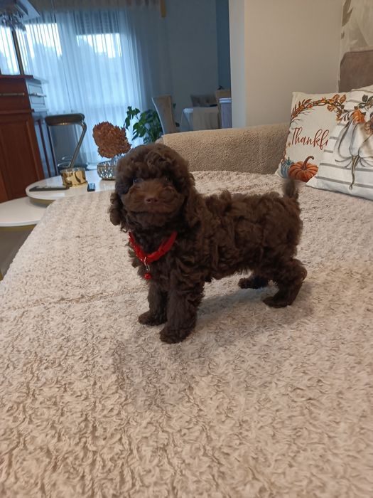 Sprzedam pudelka miniaturowego czekoladową suczkę