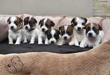 Jack Russell Terrier FCI ZKwP piesek