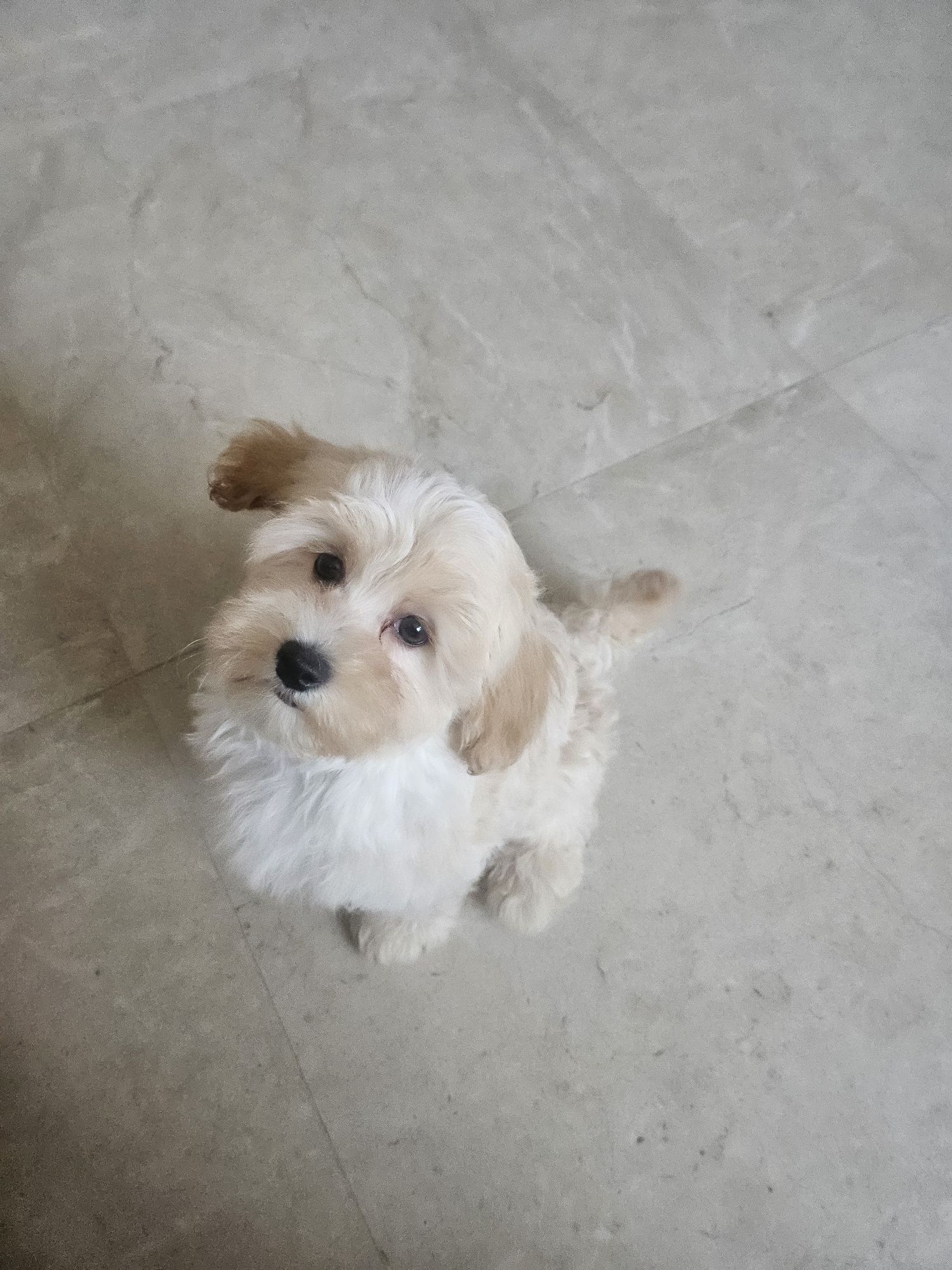 Chłopiec maltipoo