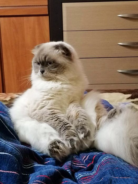 Вислоухий кот вязка