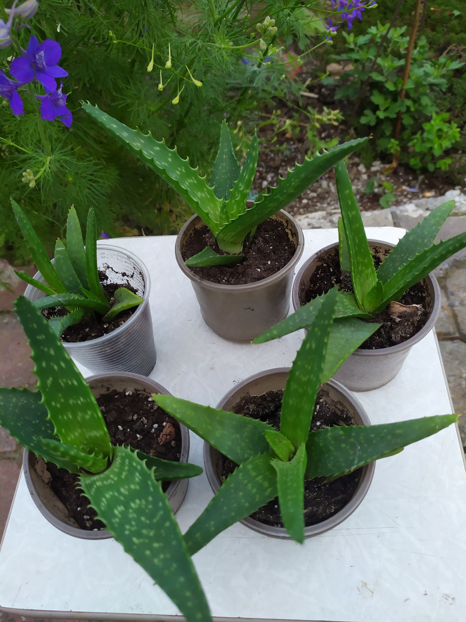 алое плямиста макулата Maculata