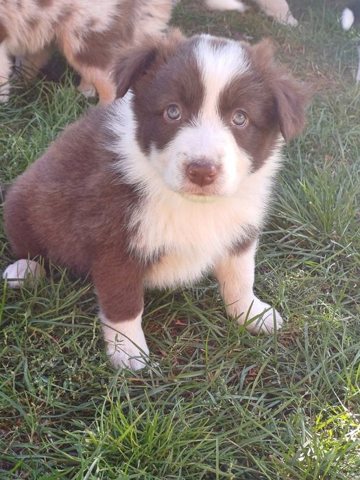 Border Collie piesek czekoladowo biały