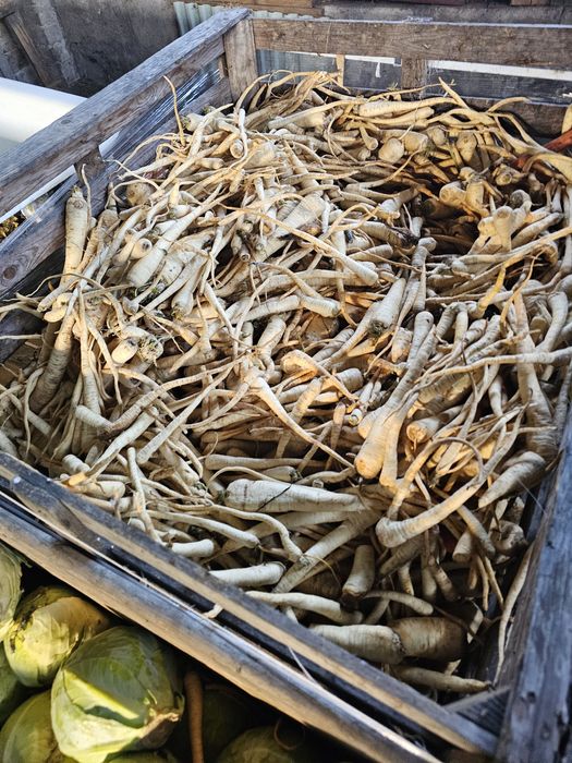 Warzywa dla zwierząt marchew kapusta burak pietruszka dynia paszowa od