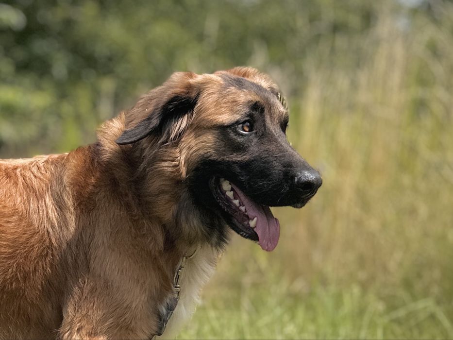 Młody Leon w typie leonbergera