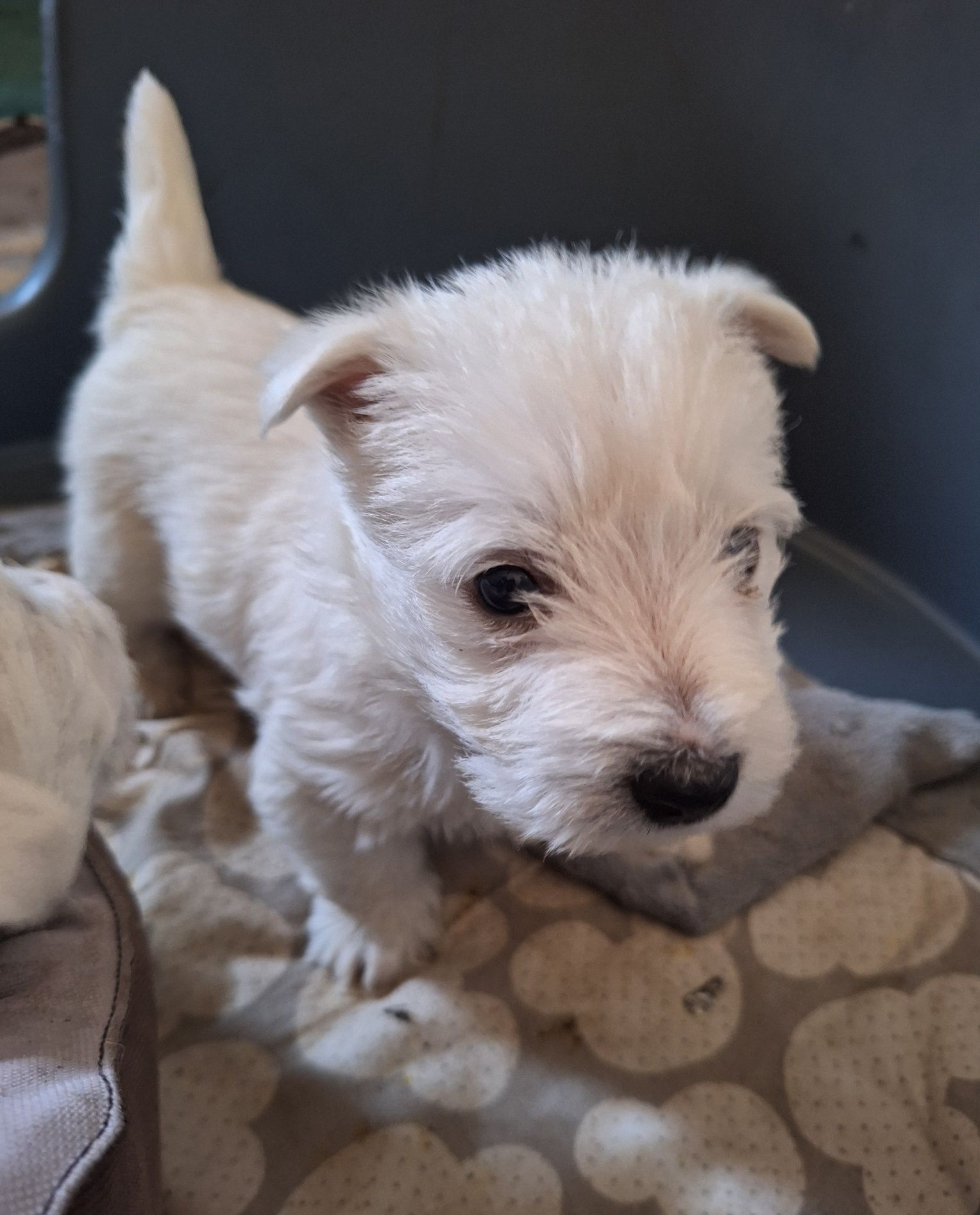 West highland white terrier