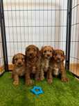 Cavapoo śliczna ciemny piesek  Zapraszam!!