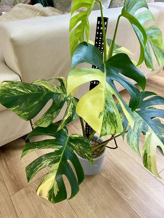 Monstera marmorata aurea