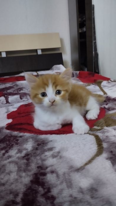 Маленькие детки  ищут маму