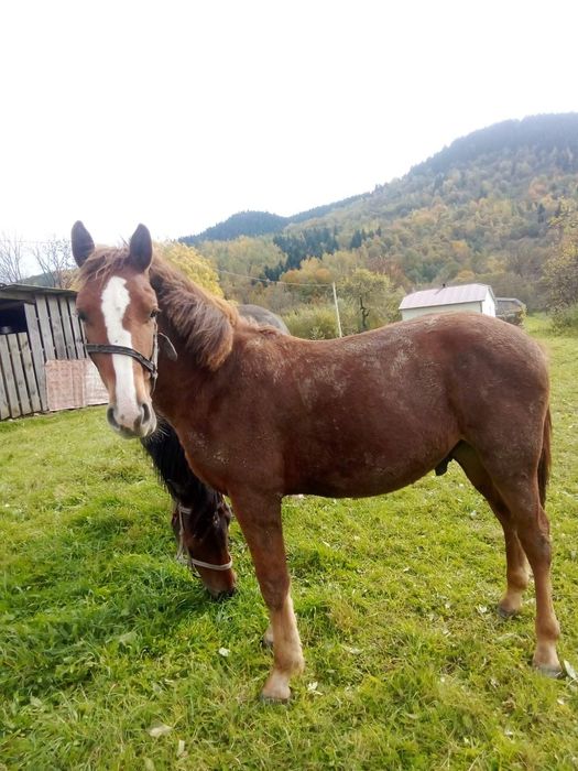 Продам  Лошука 1рік і місяць